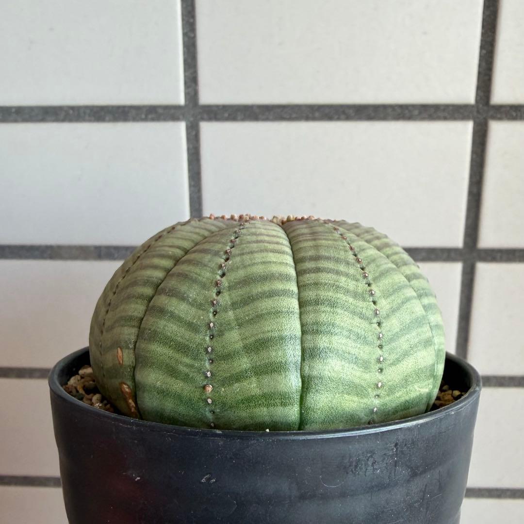 パ*ル様 ① ユーフォルビア オベサ 実生選抜 大株 ライムグリーン