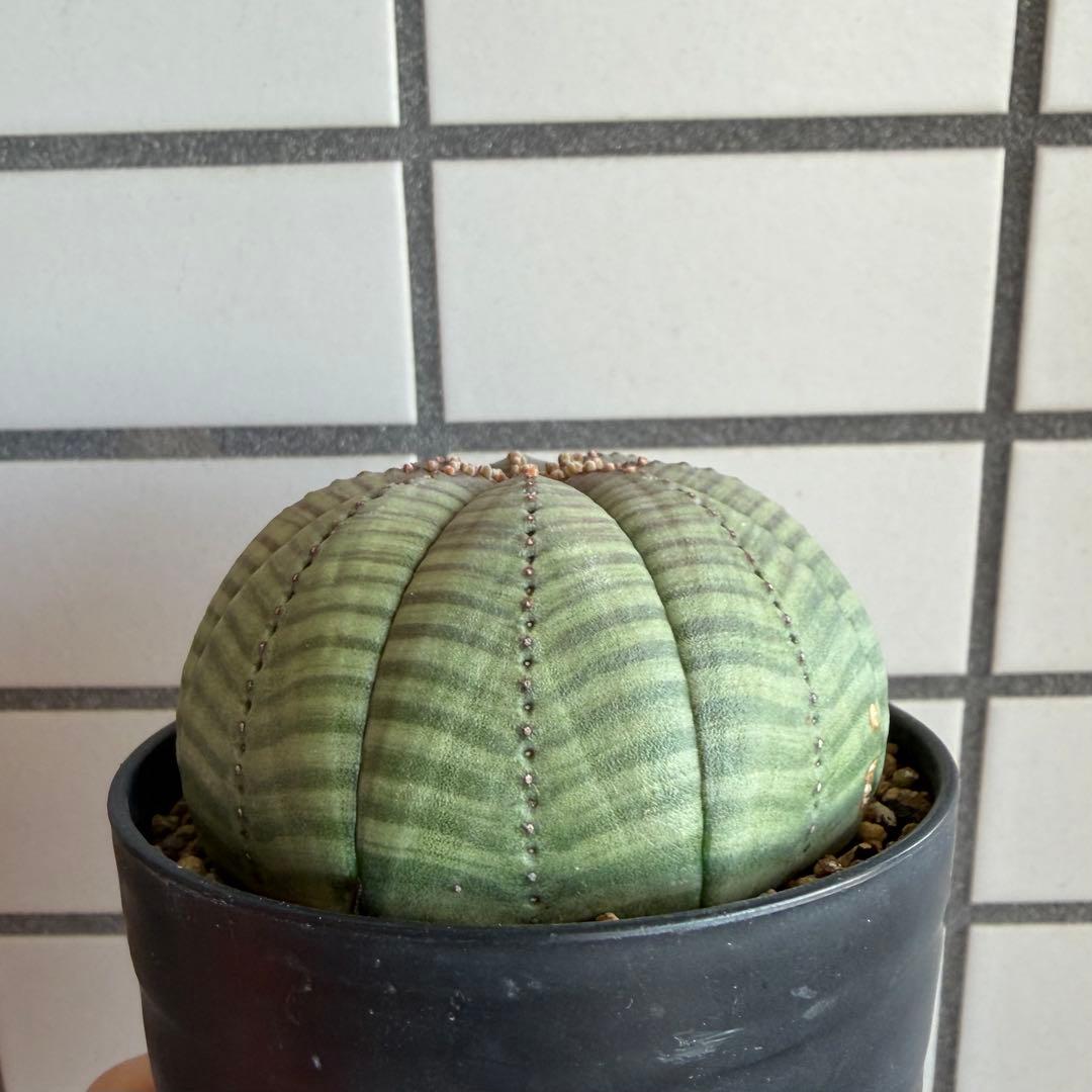 パ*ル様 ① ユーフォルビア オベサ 実生選抜 大株 ライムグリーン