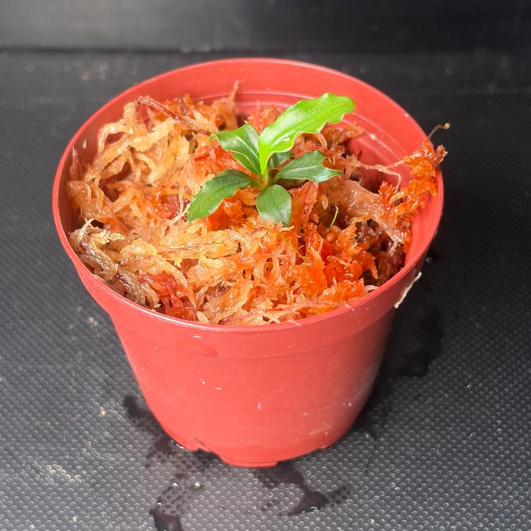 Bucephalandra sp. Aurora KN便