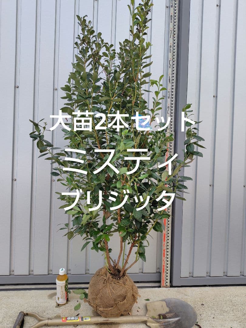 ブルーベリー苗ブリジッタ＆ミスティ大苗2本セット