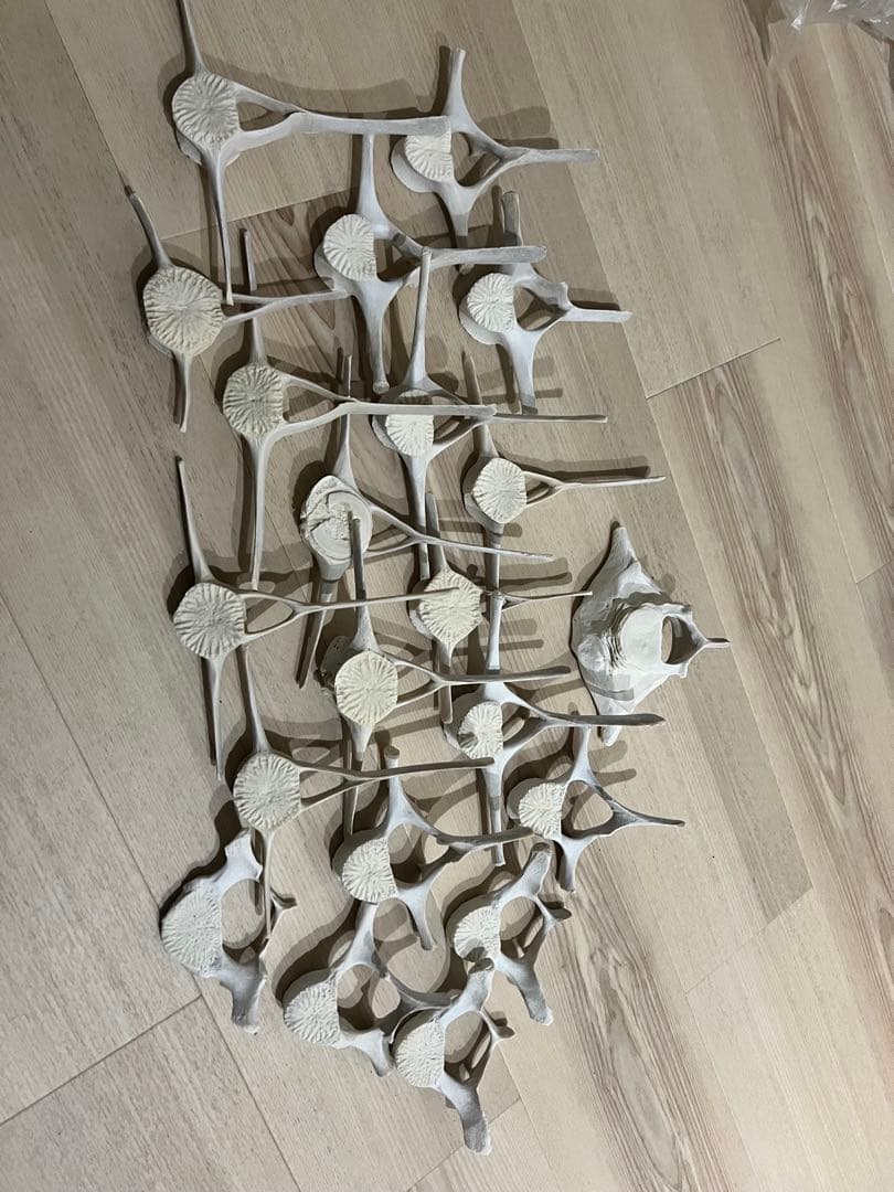 イルカの骨、白骨標本