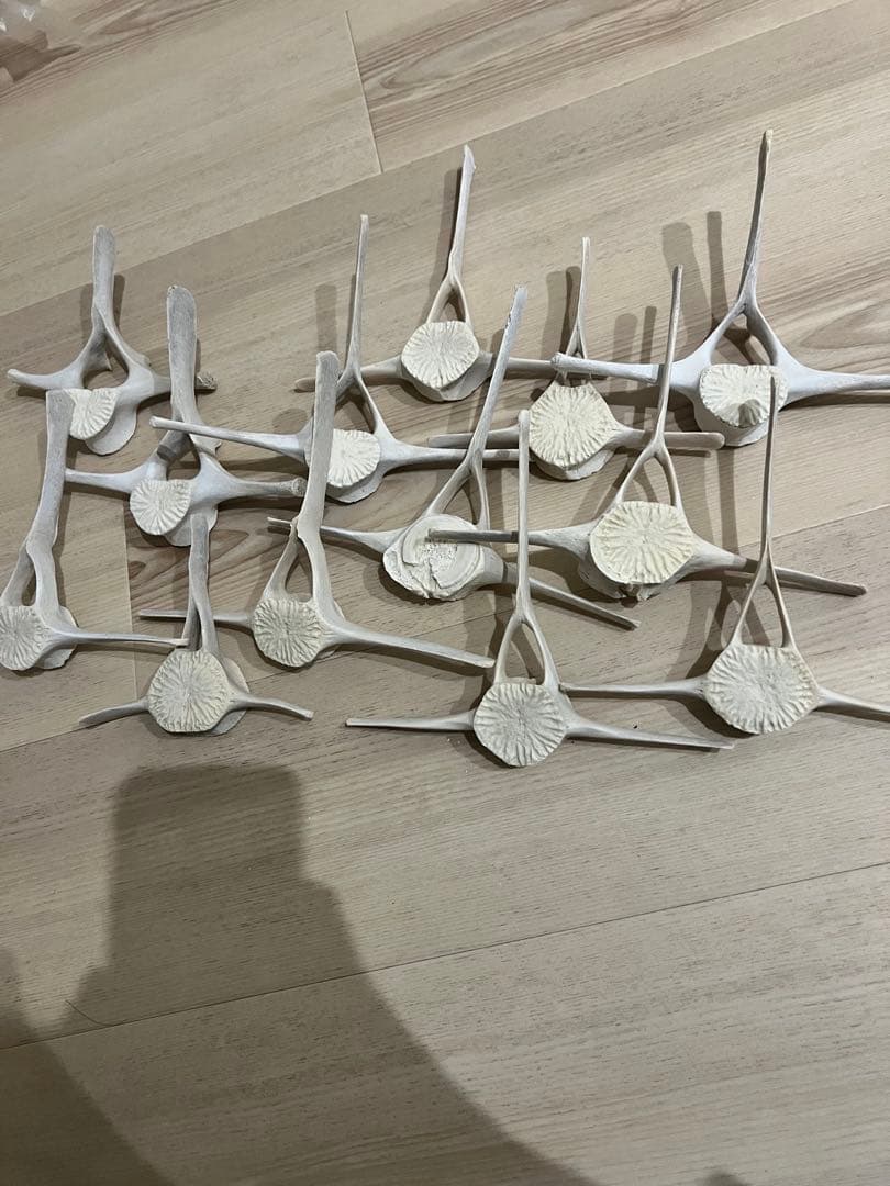 イルカの骨、白骨標本