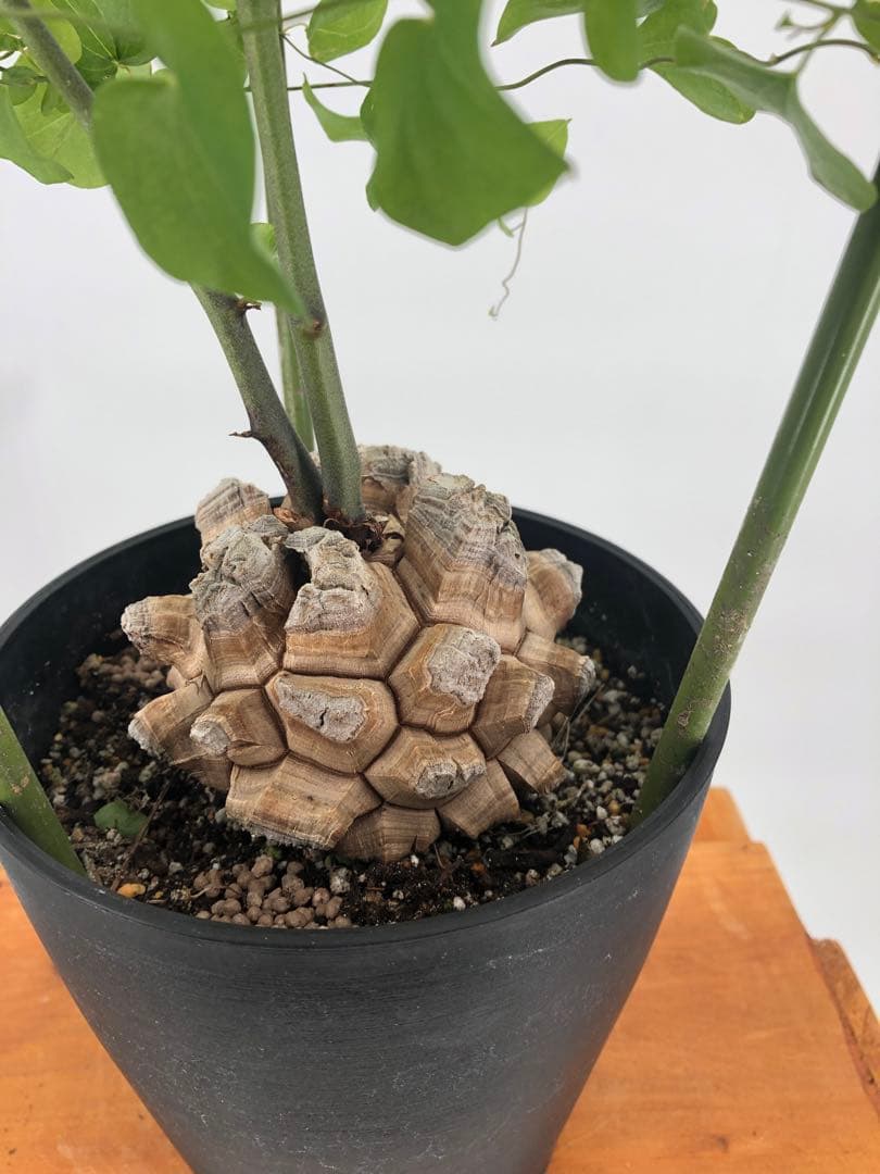 ① アフリカ亀甲竜　5号