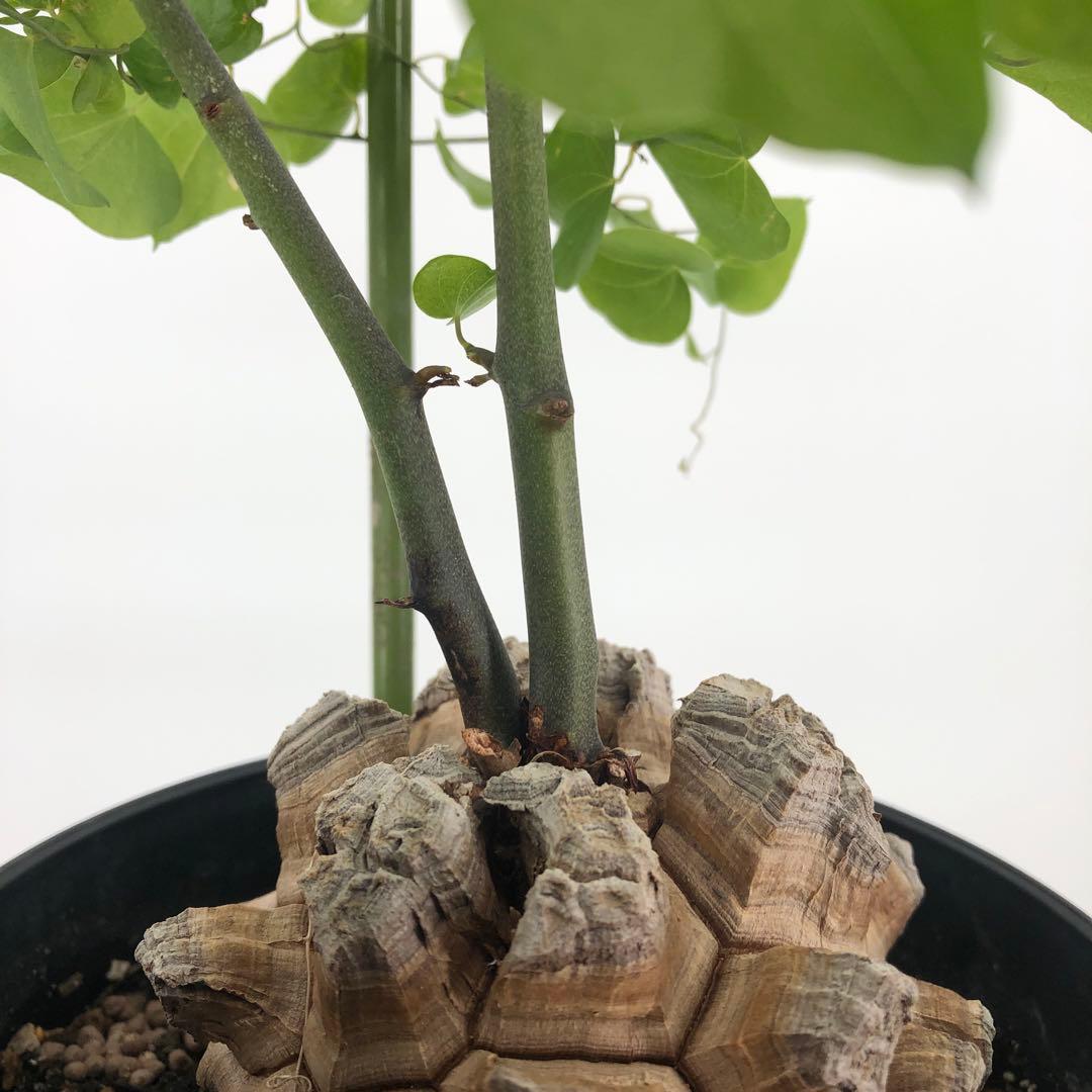 ① アフリカ亀甲竜　5号