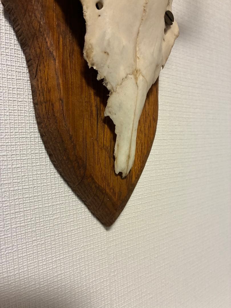 ブロカント アンティーク ハンティングトロフィー 鹿角 オブジェ