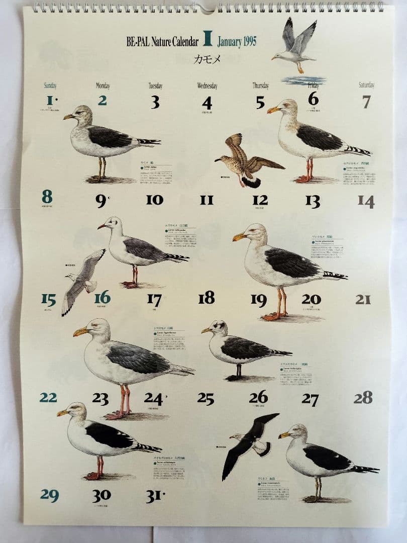 BE-PAL ビーパル カレンダー 新品未使用 1995年　ヴィンテージ