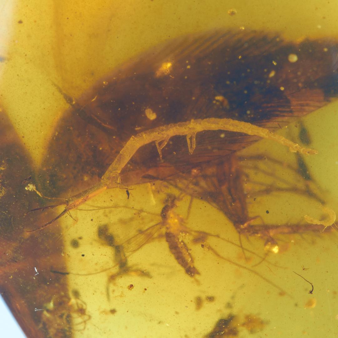 レア極上品 PA100虫入り琥珀化石　ミャンマーカムティかタナイ9900万年前