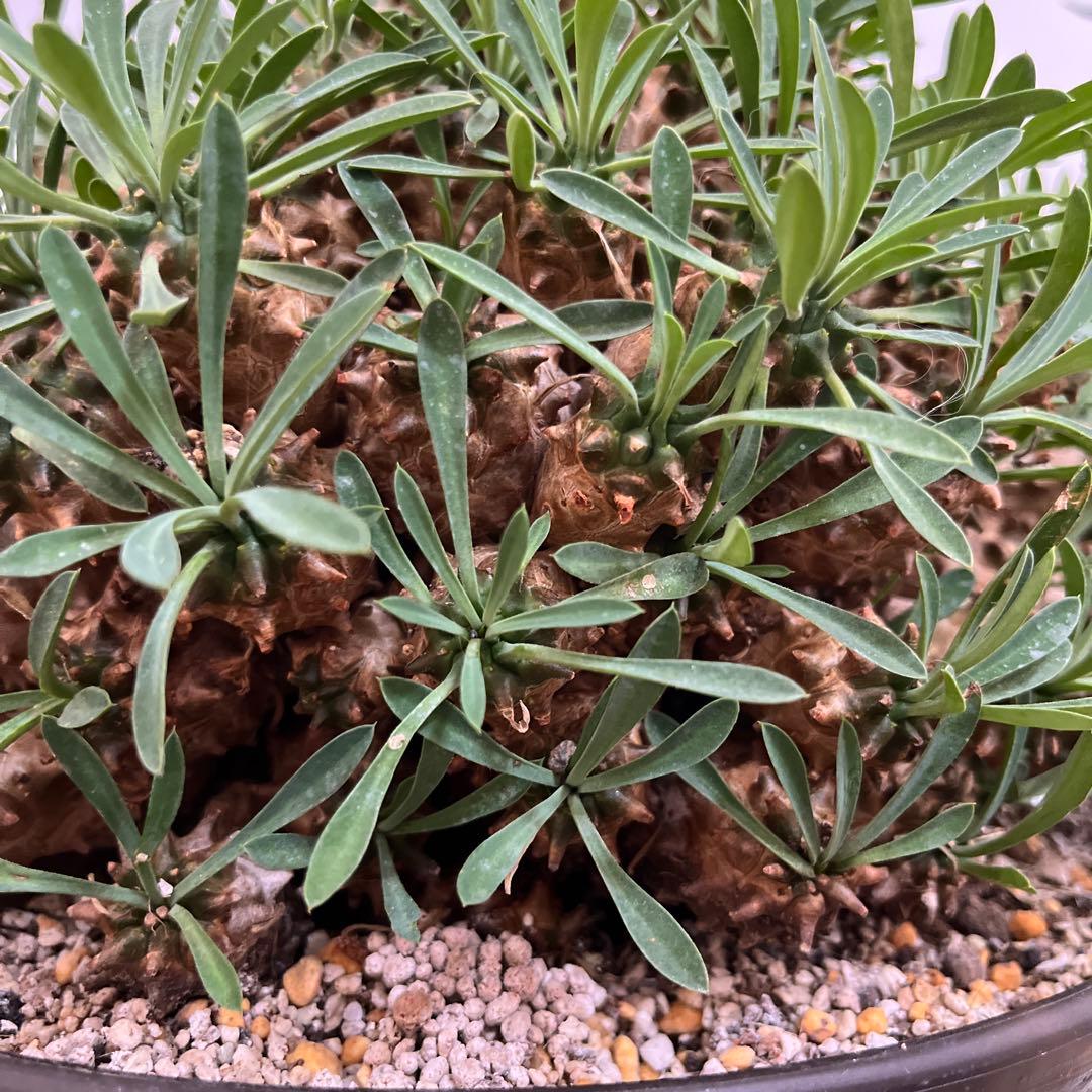 ユーフォルビア　峨眉山　特大　鉢付き　希少