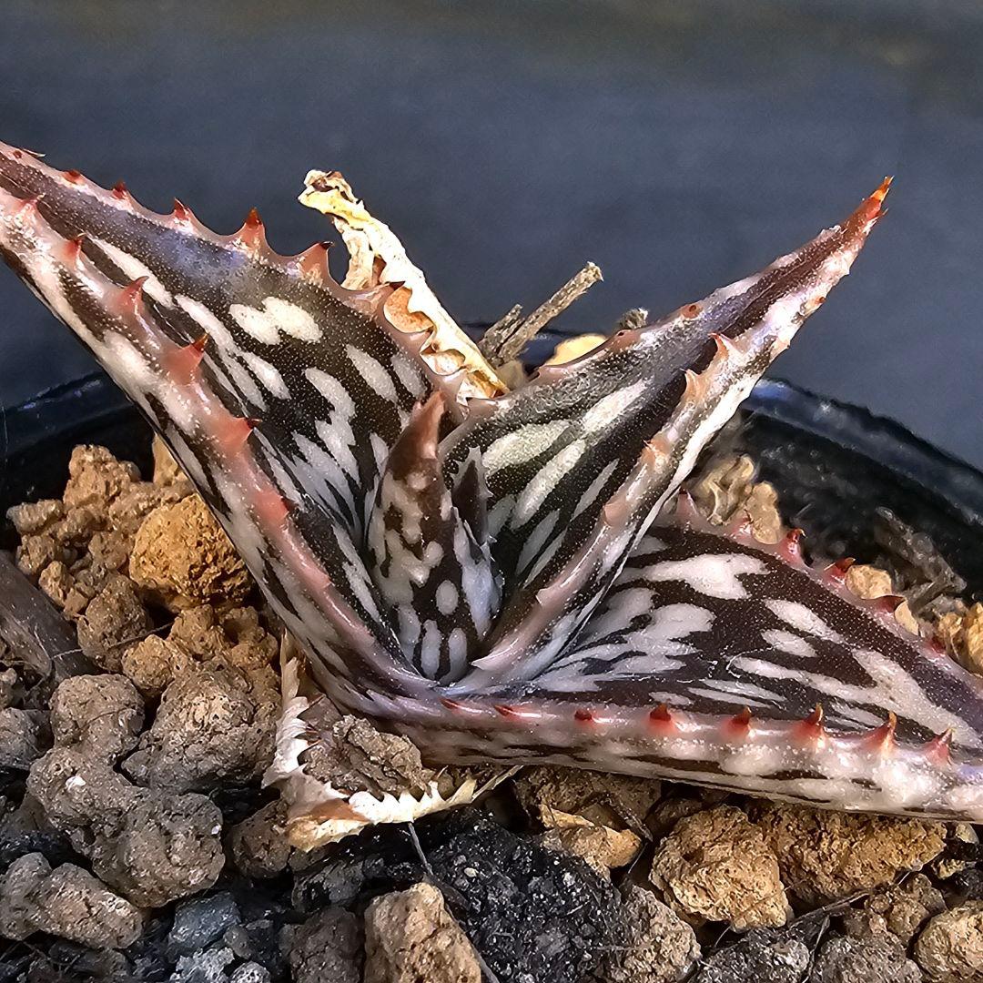 メルカリ便発送☆アロエ スモークモニター(4枚目からが商品画像です)