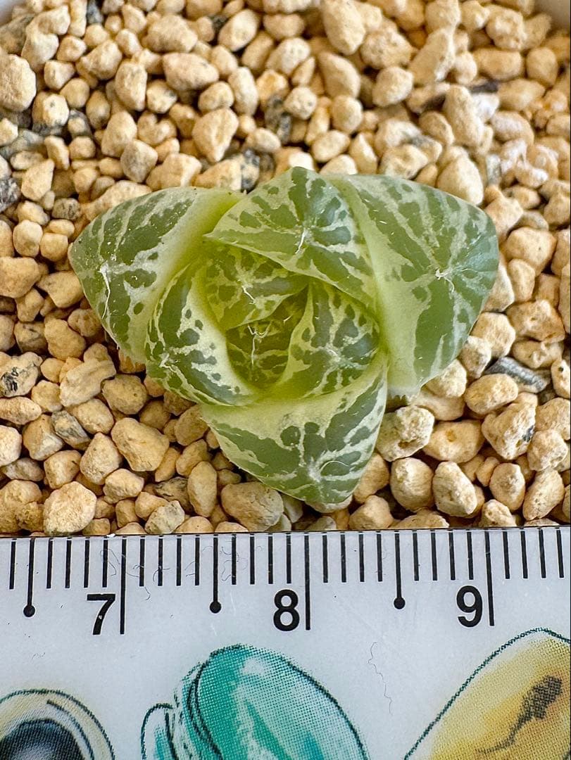 ハオルチア　白銀の露　カキ仔　未発根