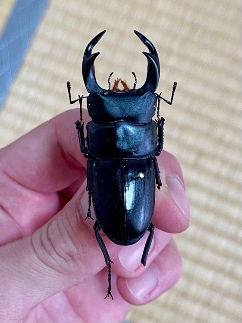 W*a様 オオクワガタ樹液採集個体B品標本3頭セット