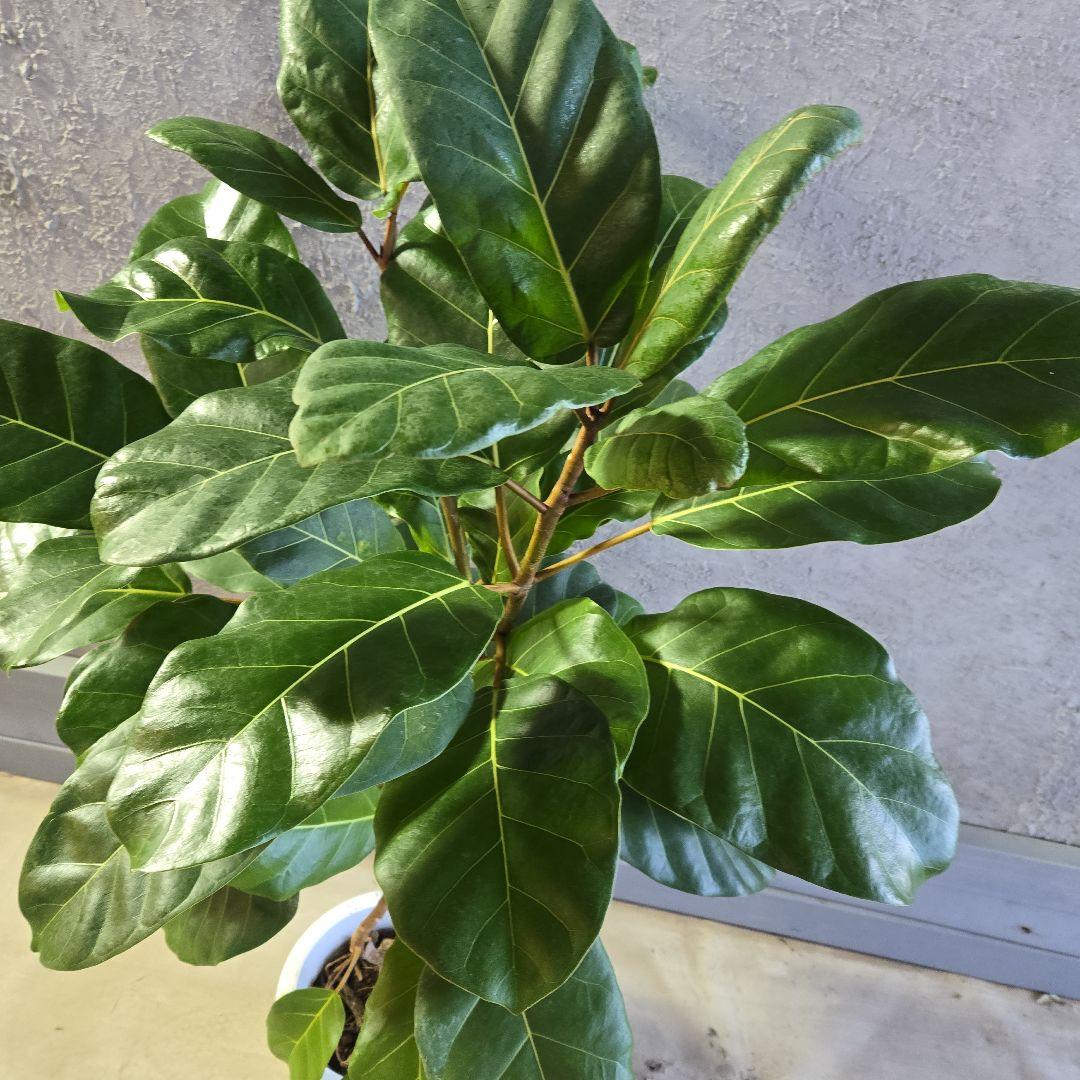 ①　フィカス　アフリカンプリンセス　曲がり仕立て８号最高等級極上品‼️希少品種