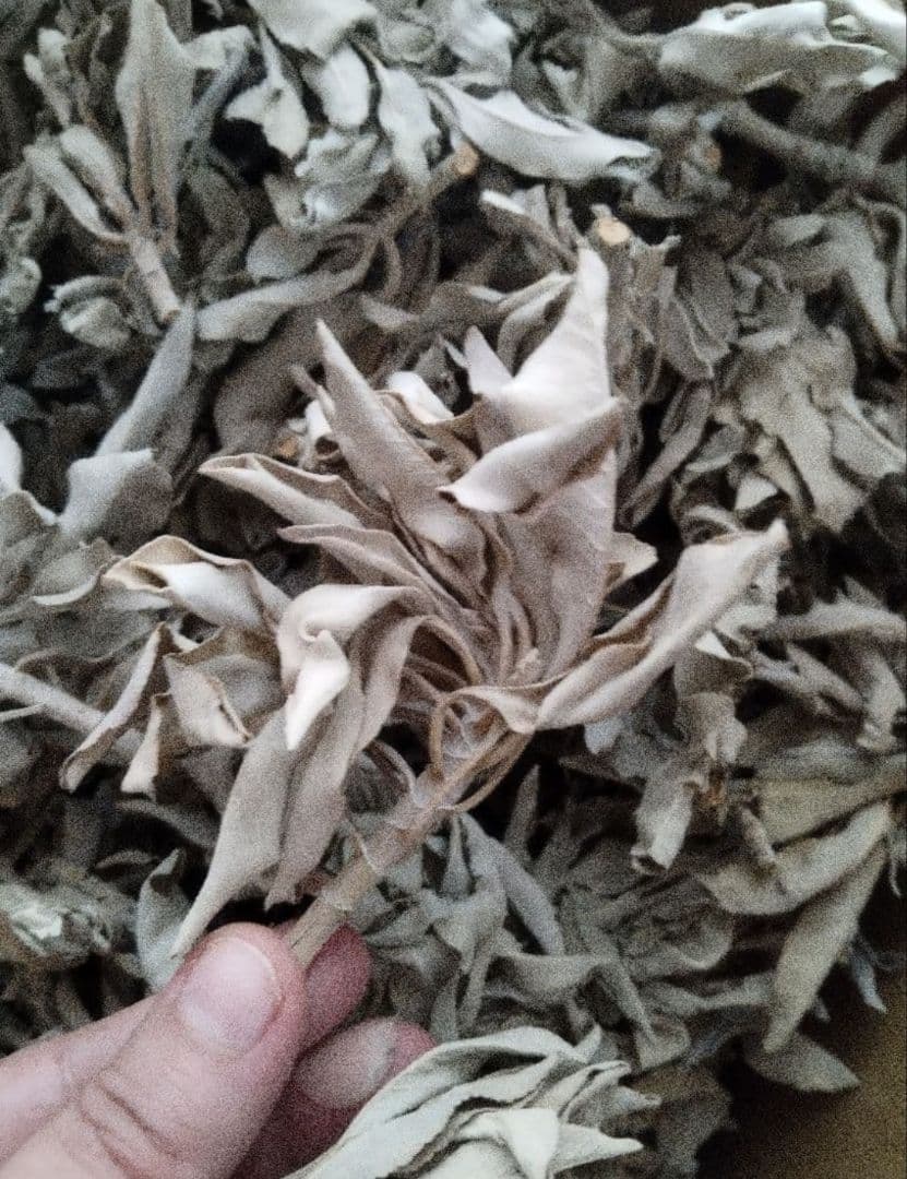 激安価格☆無農薬ホワイトセージ枝付きクラスター1kg箱入りお香浄化業務用価額