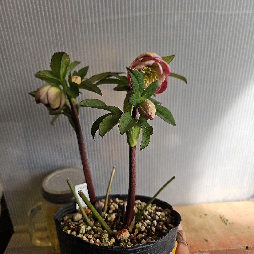 ㉖-391クリスマスローズ