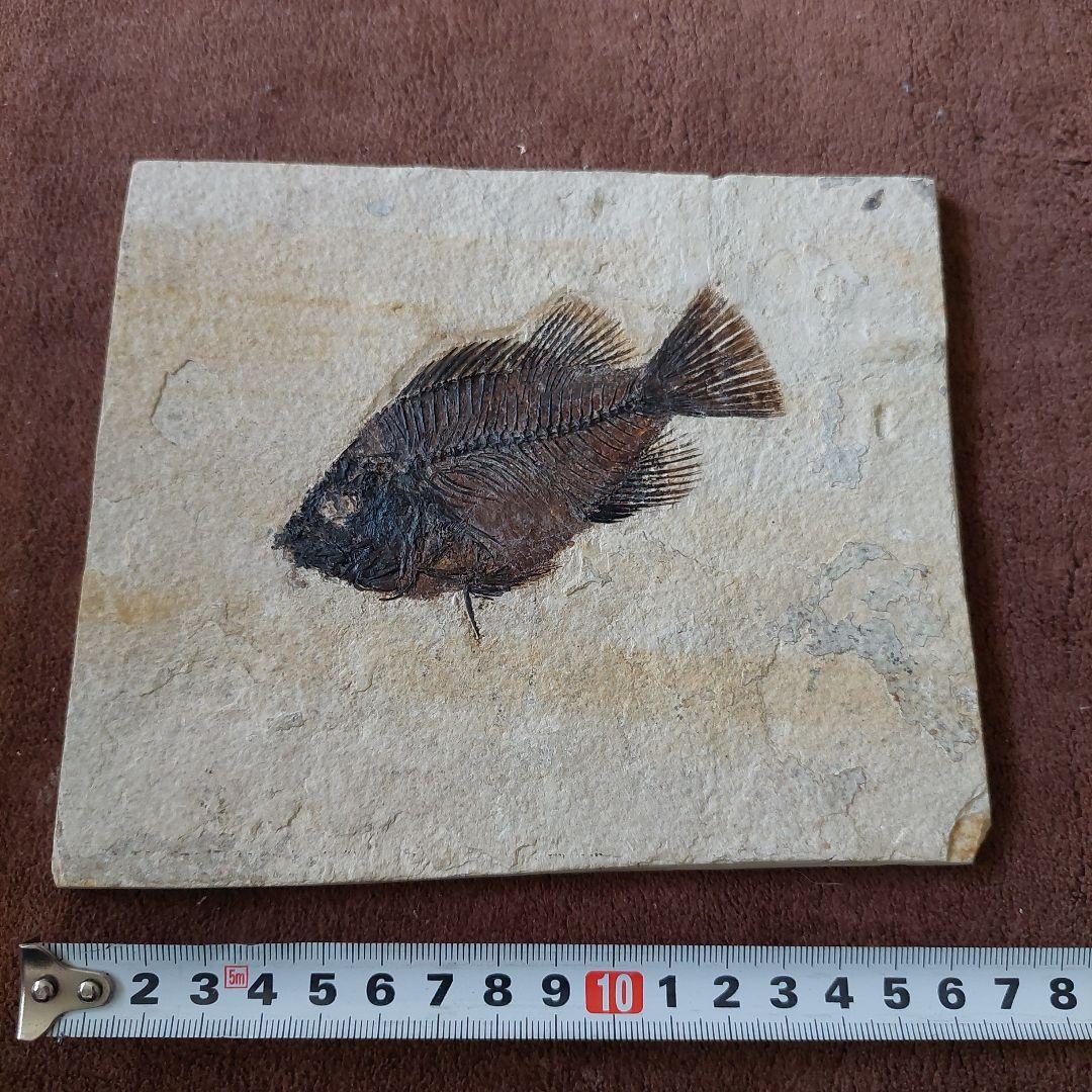 古代魚　化石　アメリカで購入