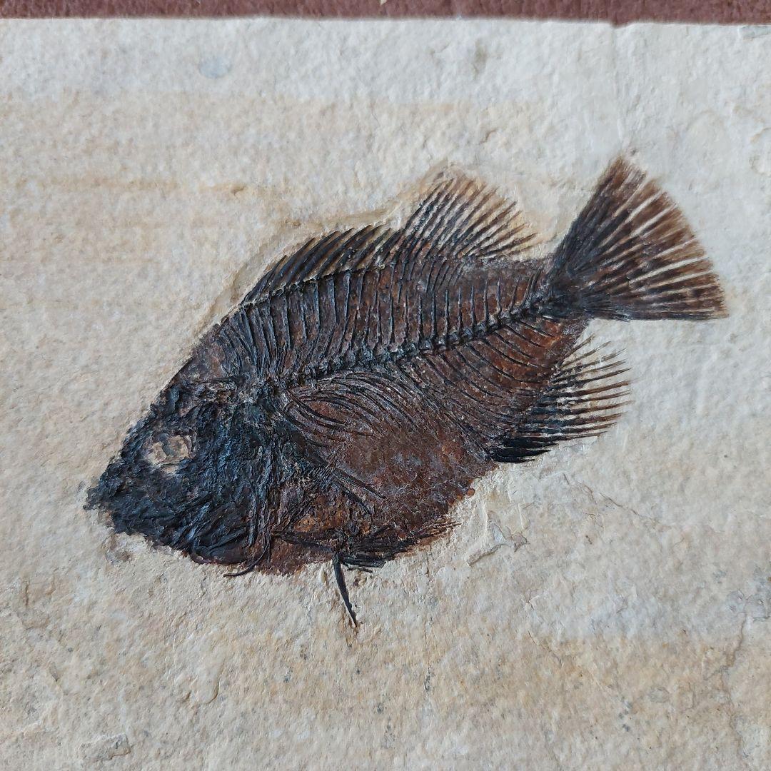 古代魚　化石　アメリカで購入