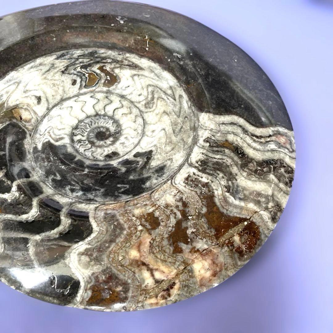 値下げ‼️【ビックサイズ 】アンモナイト化石26.5cm×31cm 4.5cm