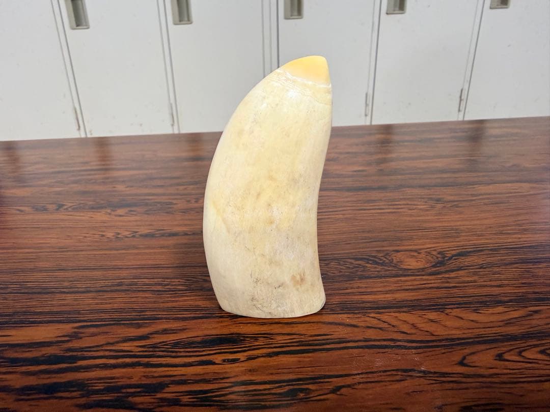 マッコウクジラ歯