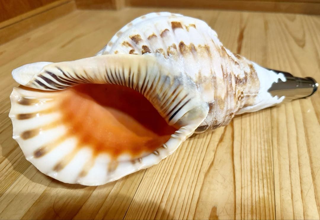 コンパクト肉厚修験道法螺貝　山伏　密教　熊よけ　魔除け❣️ホラガイ　ほら貝