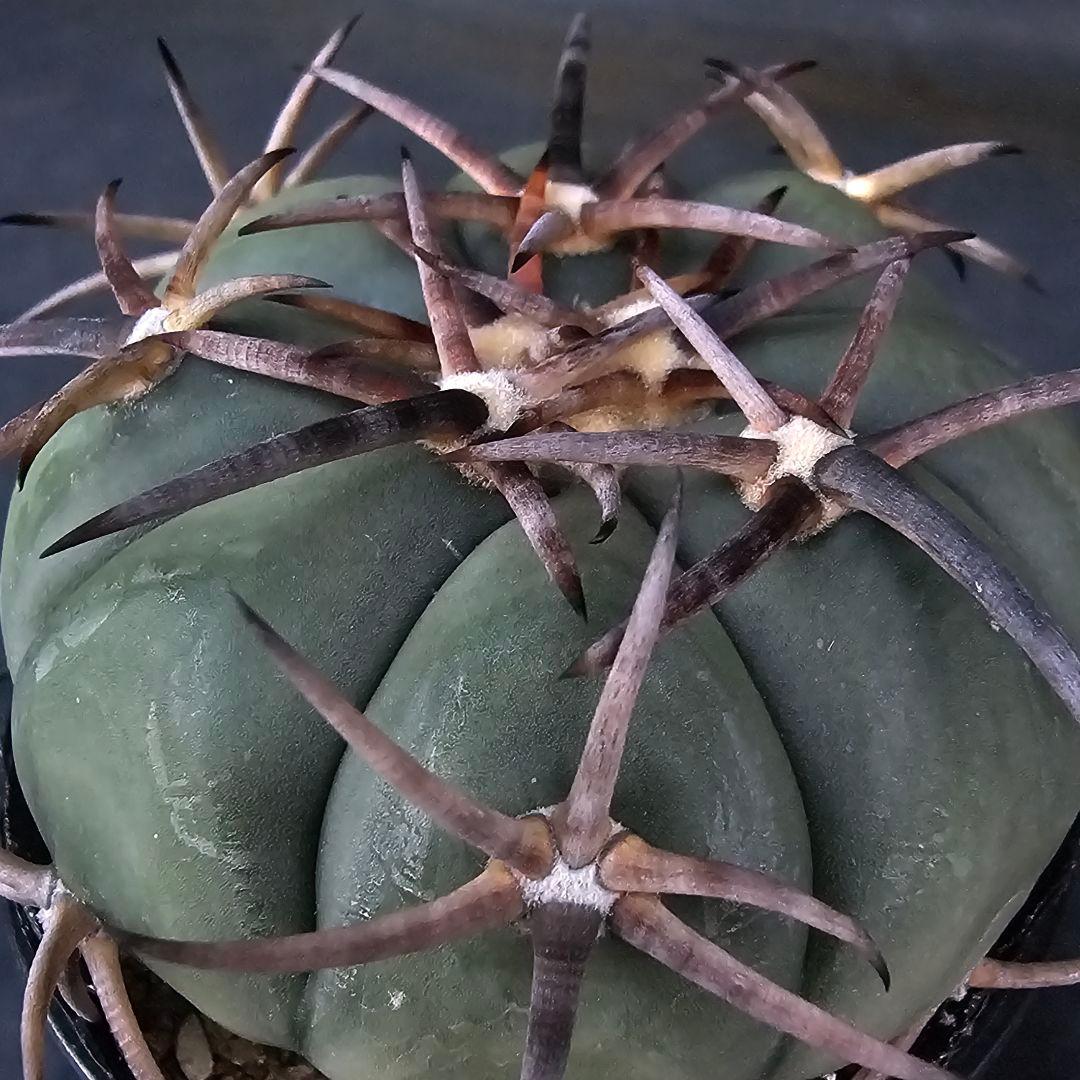 メルカリ便発送☆サボテン エキノカクタス属 雷帝×花王丸(実生苗です)