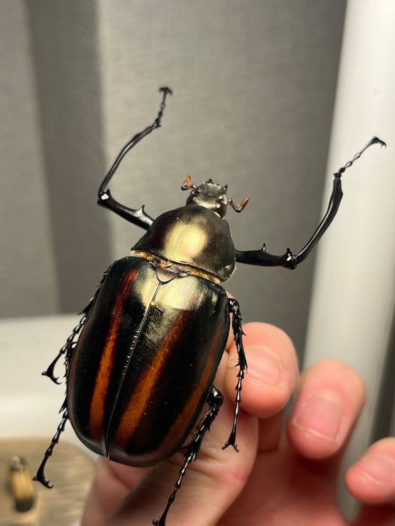 【手長黄金最高峰】セスジドウナガテナガコガネ ♂標本 プラチナコガネ ウグイスコ