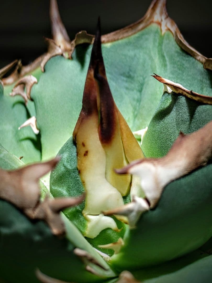 アガベ　オテロイ実生株