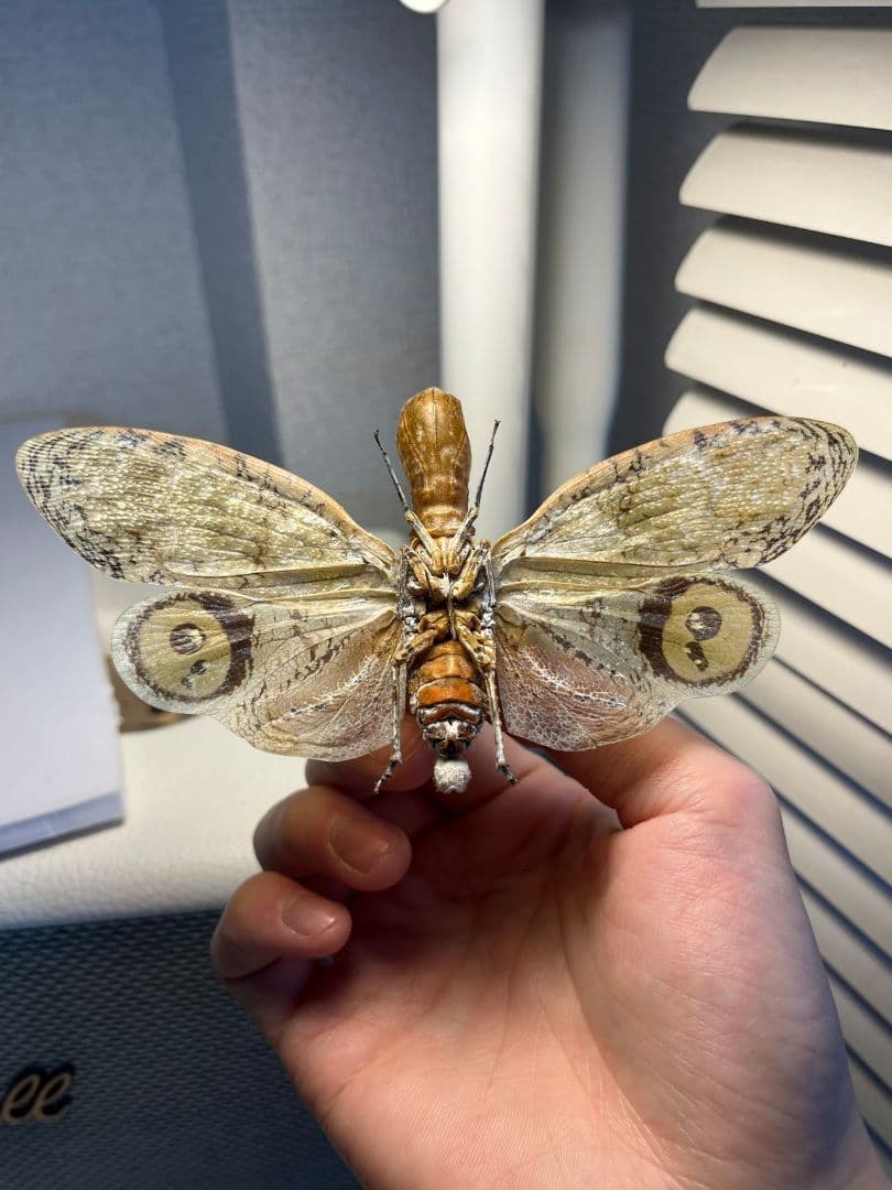 【巨大】オオテングビワハゴロモ 外国産蝶標本 標本 蝶 蛾 ヤママユオオミズアオ
