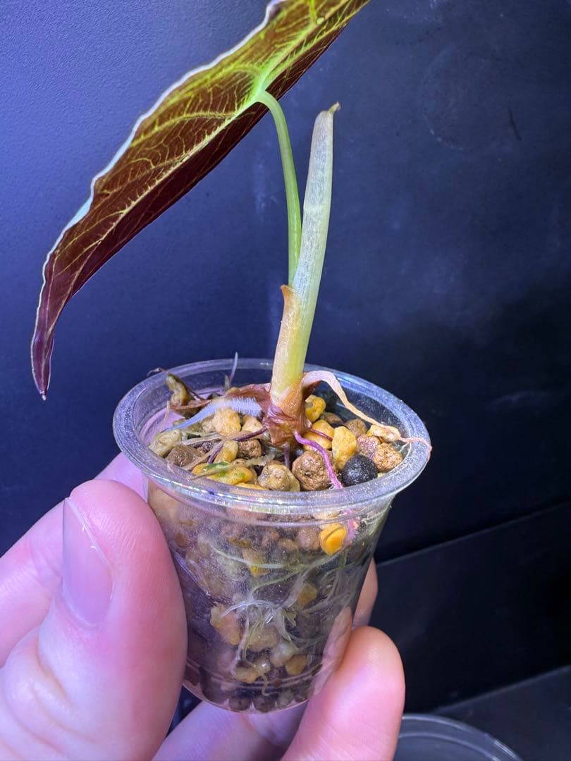 M*O様 アロカシア　ワトソニアナライトニング　（残り1）