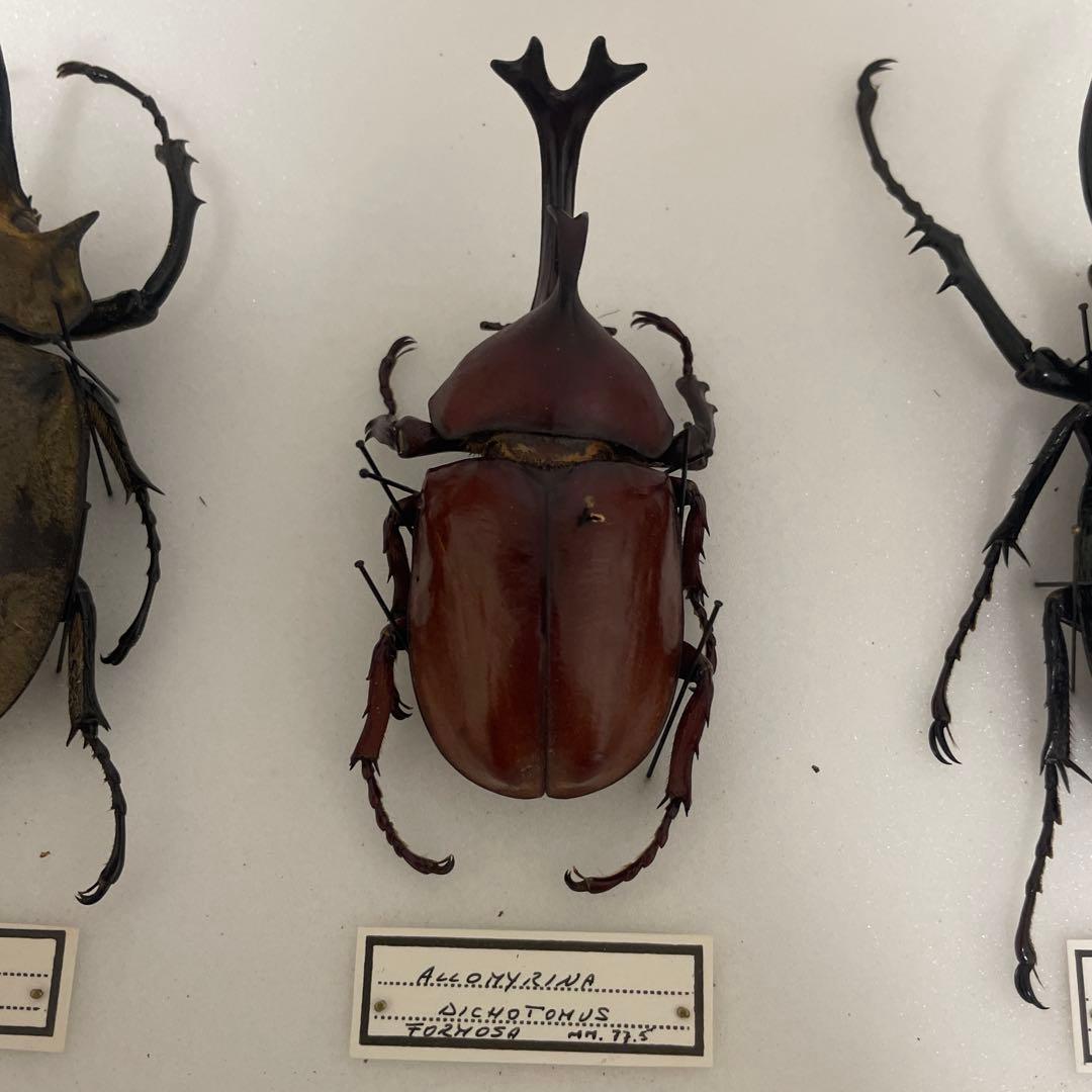 カブトムシ標本 6匹セット フレーム付き