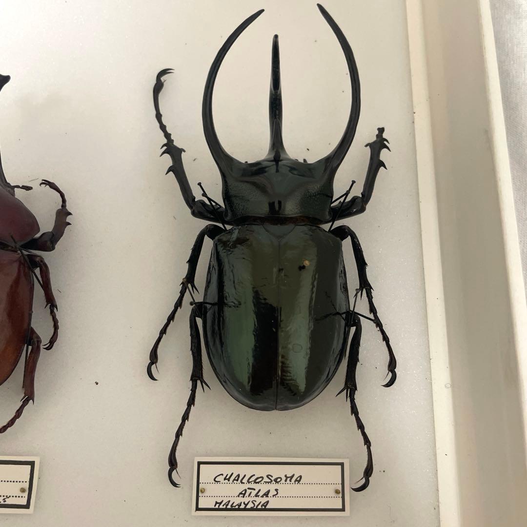 カブトムシ標本 6匹セット フレーム付き