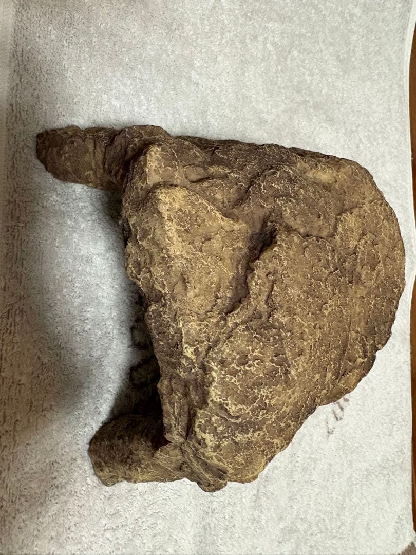 【最終値下げ】爬虫類飼育セット（爬虫類飼育ガラスケージセット）