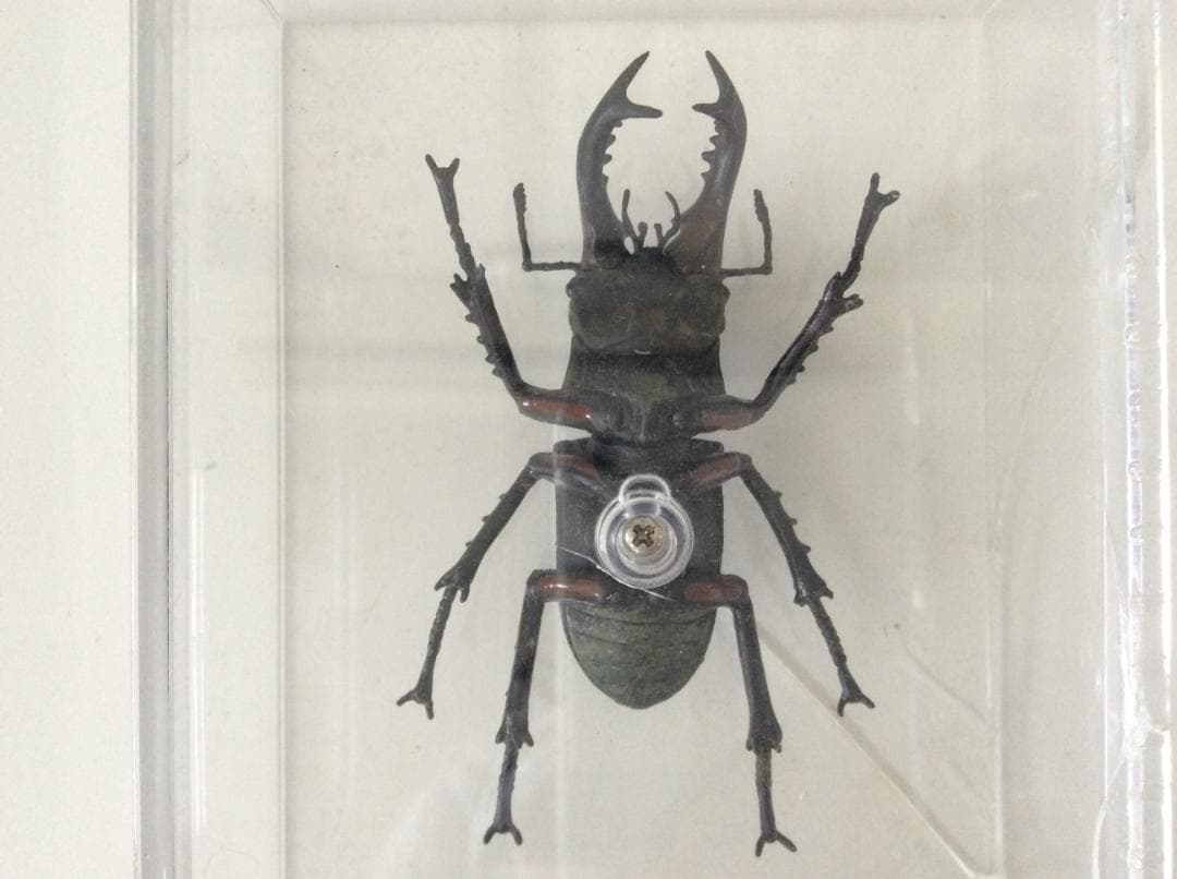 ミヤマクワガタ 標本 全長約7.5cm 甲虫 昆虫 ケース付