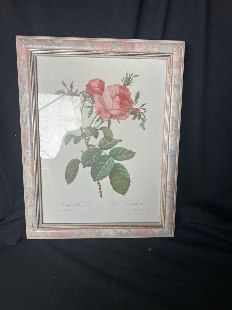 バラの植物画 シルバーフレーム付き