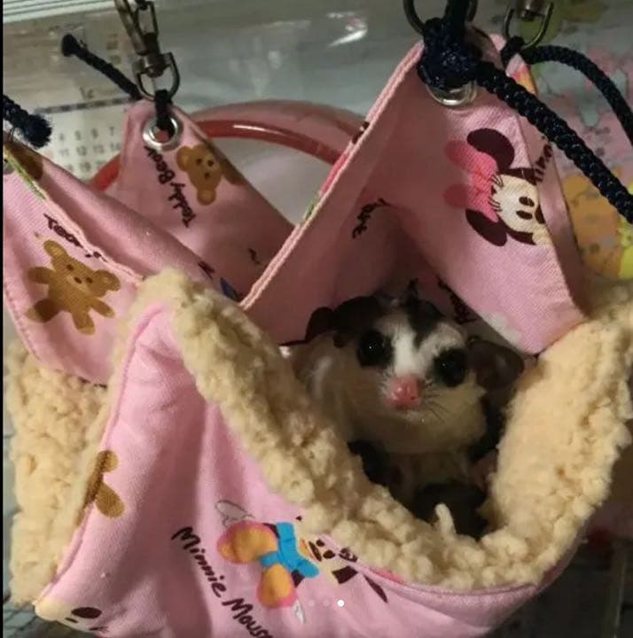 モモンガハウス(リアル・苺・籠柄)ボアピンク  2100円