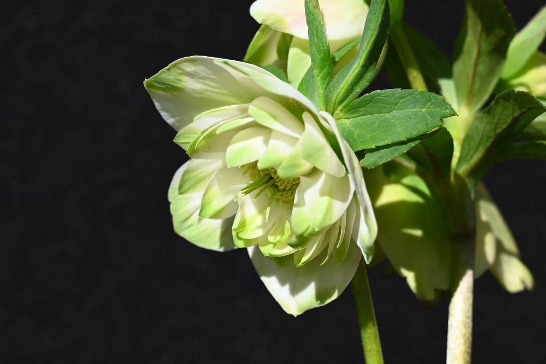 クリスマスローズ　最新花　ddグリーンリップ　加藤農園