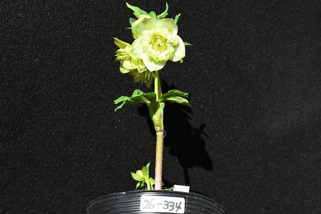 クリスマスローズ　最新花　ddグリーンリップ　加藤農園