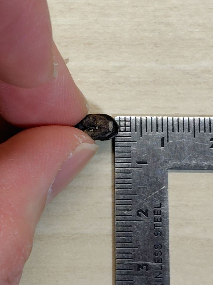 アンキロサウルス　歯　化石　恐竜