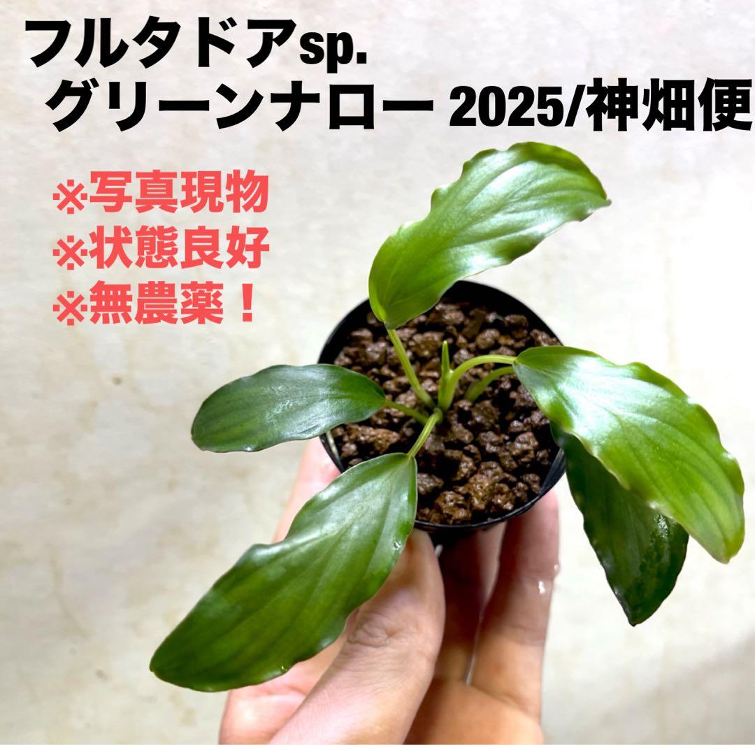 ◆特◆フルタドアsp.グリーンナロー 2025年 神畑便 #ブセさかな屋