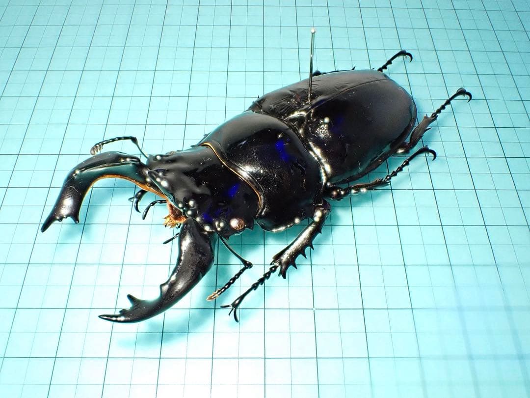 【標本】タランドゥスオオツヤクワガタ　コンゴ産89.8ミリ　飼育品