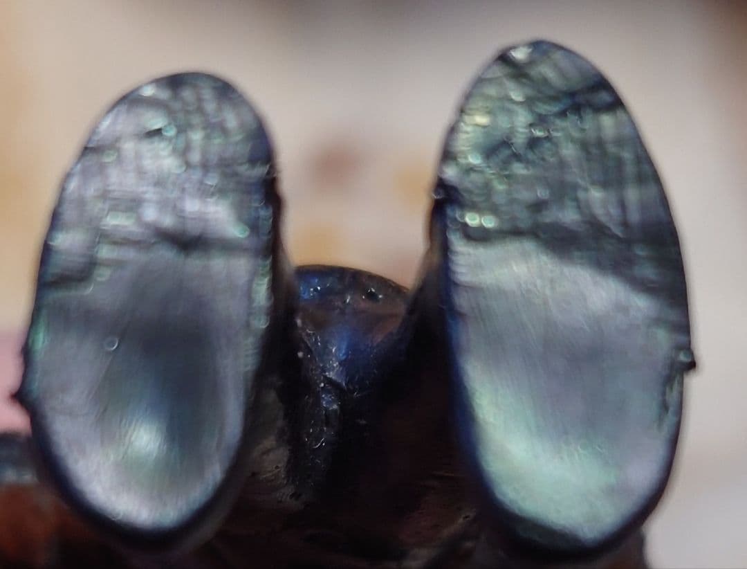 【当時物】【美研】ウルトラマン スケールモデル怪獣☆バルタン星人☆イカルス星人