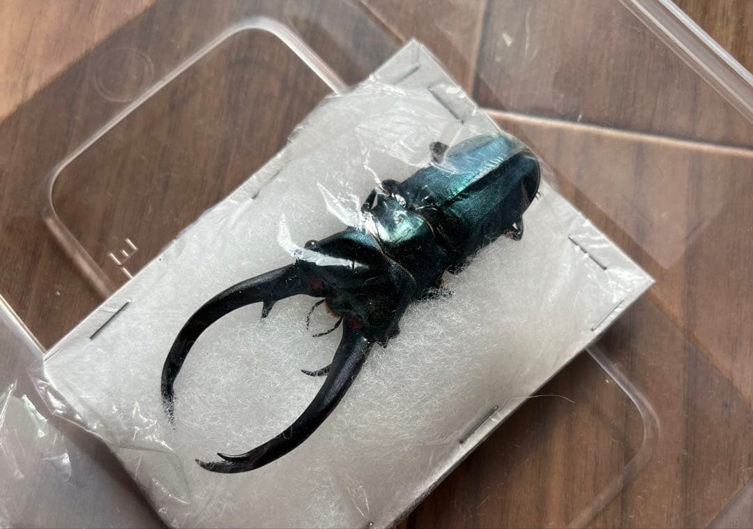 【大珍品】エラフスホソアカクワガタ ブルー個体 標本 クワガタ