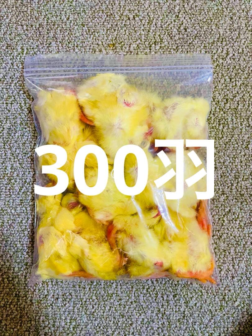 リピート購入、複数購入で＋10羽 送料無料 国産 新鮮安全 冷凍ひよこ 300羽