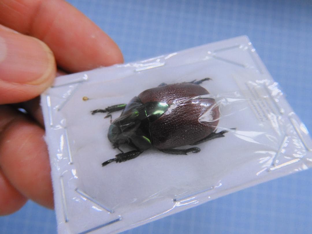 ペルー産　スジクワガタ　26mm