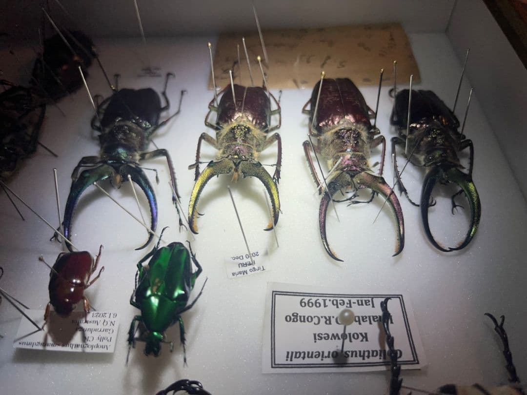 【顎YELLOW】ギガンテウスシワバネクワガタ 昆虫標本 ニジイロクワガタ