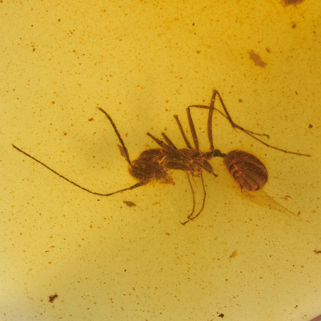 レア極上品 PA113虫入り琥珀化石　ミャンマーカムティかタナイ9900万年前