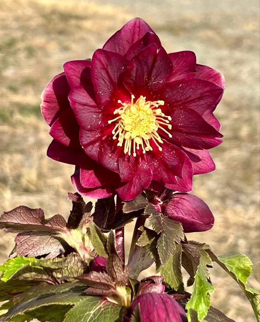 ち*る様 3316⭐️極上⭐️キラキラ光線⭐️スペシャルレッド⭐️多花性⭐️オー