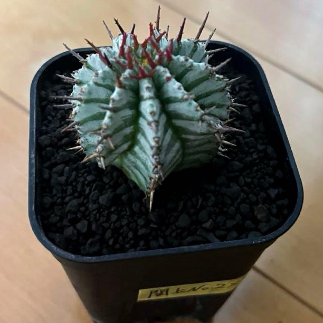 K*u様 ユーフォルビアホリダ 関上No.2ゼブラホリダ×宇田ゼブラホリダ 純血