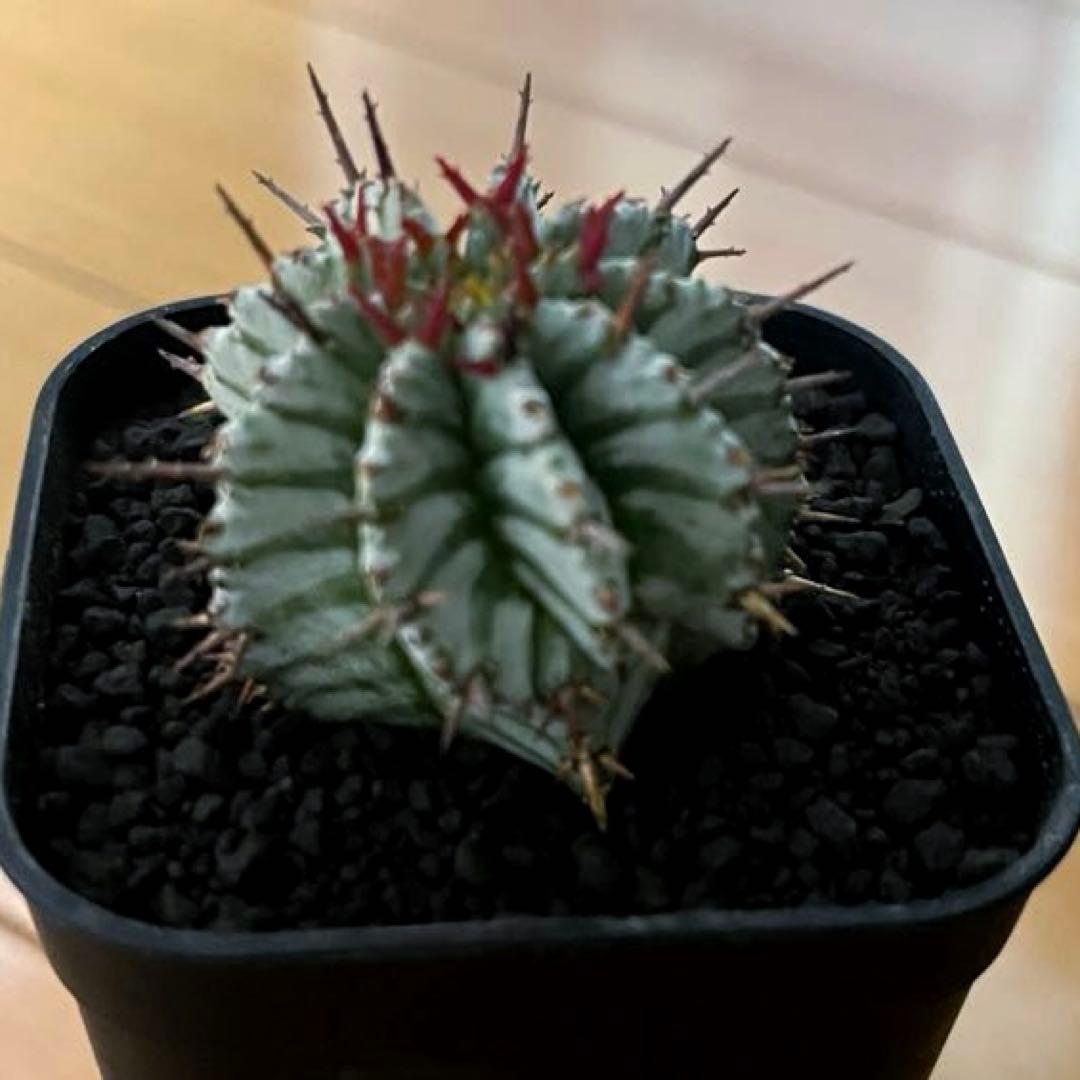 K*u様 ユーフォルビアホリダ 関上No.2ゼブラホリダ×宇田ゼブラホリダ 純血