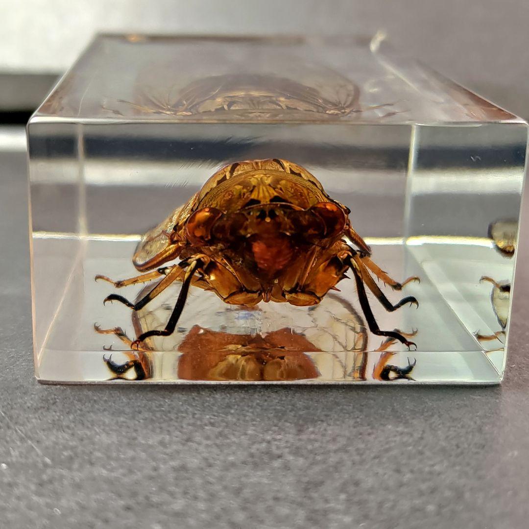 セミ レジン封入標本 テイオウゼミ