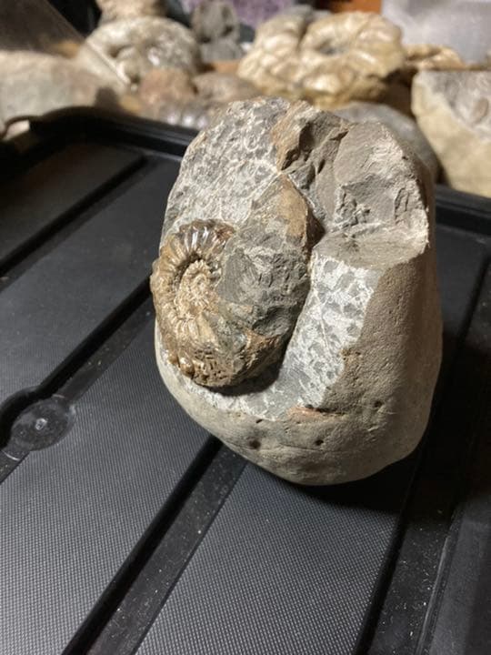 北海道　アンモナイト　テキサナイテス　化石　/ 恐竜　三葉虫　釣り　自由研究